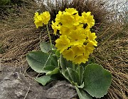 70 E ci godiamo stavolta col sole  anche le primule orecchie d'orso (Primula auricula) 